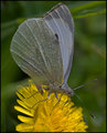 Green-Veined-White.jpg
