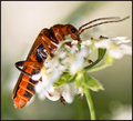 Orange-bug.jpg
