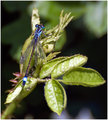 Blue-Tailed-Damsel-Fly.jpg