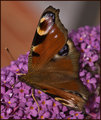 Peacock-Butterfly.jpg
