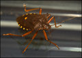 Forest-Shieldbug.jpg