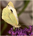Large-White.jpg