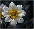 hover-fly-on-dahlia.jpg