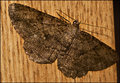 Sycamore-Beauty.jpg