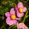 Pink,-Pink,-Pink.jpg