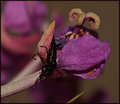 Purple.jpg
