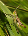 Grasshopper.jpg