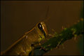 Rainbow-grasshopper.jpg