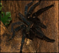 Very-big-spider.jpg