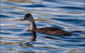 Young-Grebe.jpg