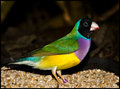 Australian-Finch.jpg