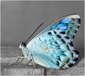Blue.jpg