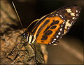 Butterfly-ii.jpg