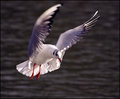 hover-\'craft\'.jpg