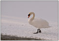 Snow-White.jpg