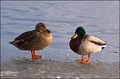 A-Pretty-Pair.jpg