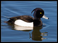 Tufted-Duck.jpg