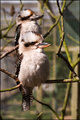 Kookaburras.jpg