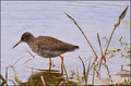 Redshank.