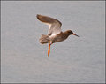 Redshank-i