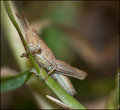 Baby-Grasshopper