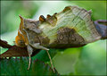 Burnished-Brass-Moth