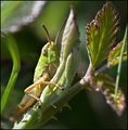 Grasshopper
