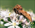Moth