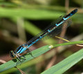 Common-Blue