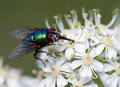 Fly