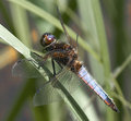 Dragonfly-2