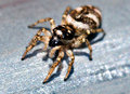 Jumping-Spider