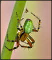 Green-Back-Spider