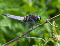 Scarce-Chaser.