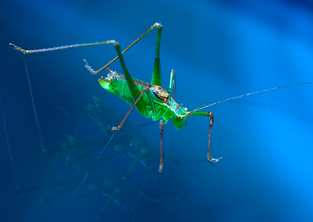 Green-Bug.jpg