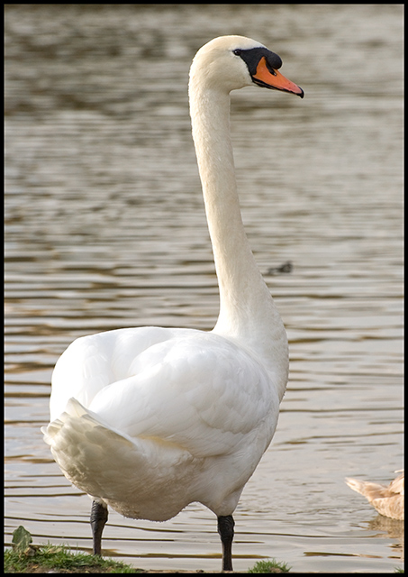 Swan.jpg