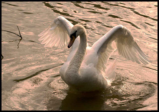 Golden-Swan.jpg