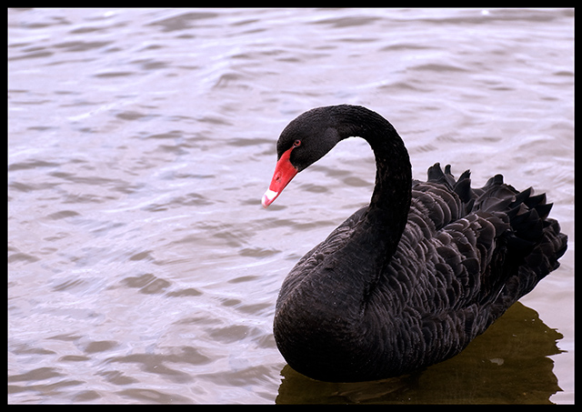 black-swan-2.jpg