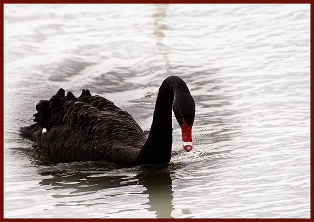 BLACK-on-white-swan.jpg