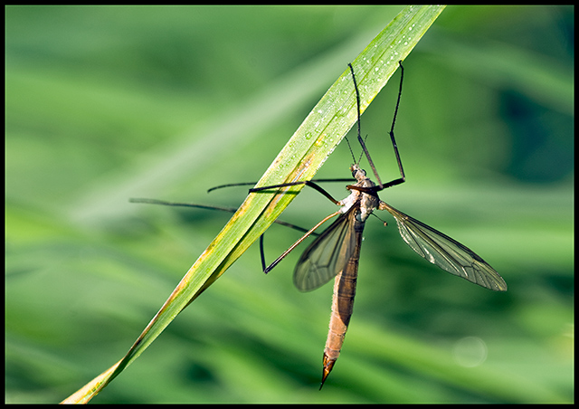 Daddy-Long-legs.jpg