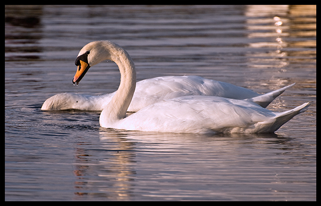 Another-swan-picture---I-just-can\'t-resist.jpg