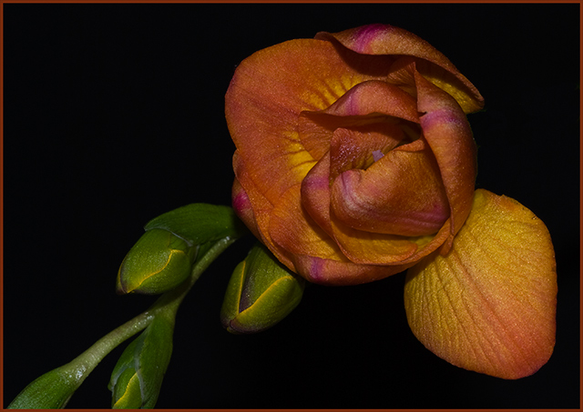 Freesia.jpg