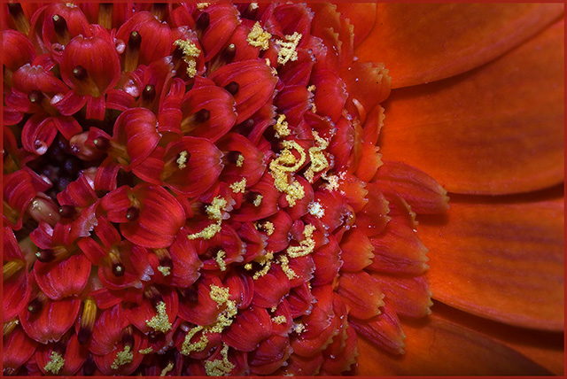 gerbera.jpg