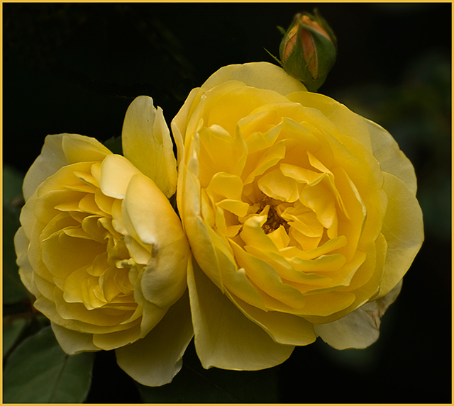 roses.jpg