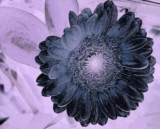 gerbera-in-watercolour.jpg