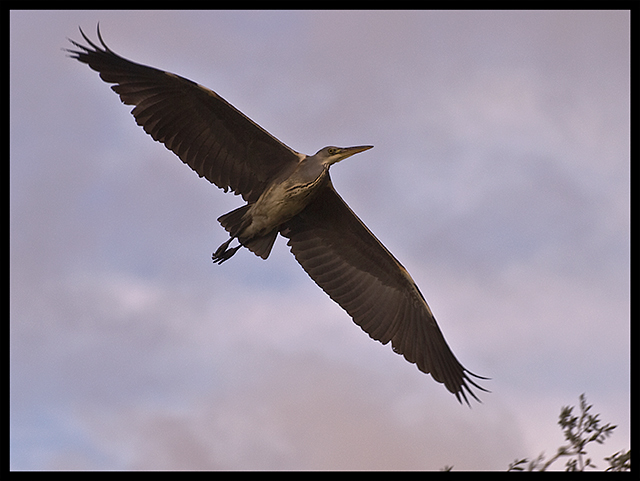 heron-in-flight.jpg