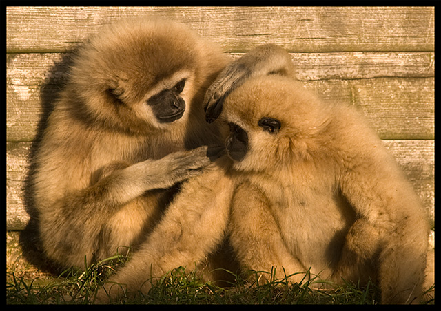 gibbons.jpg
