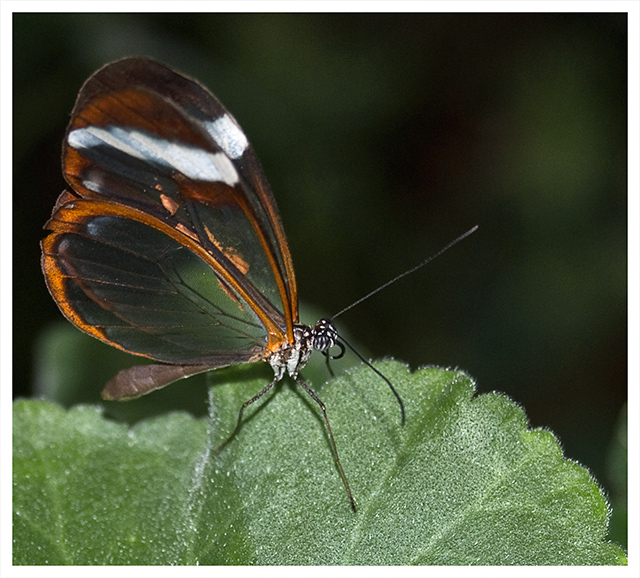 Glasswing.jpg