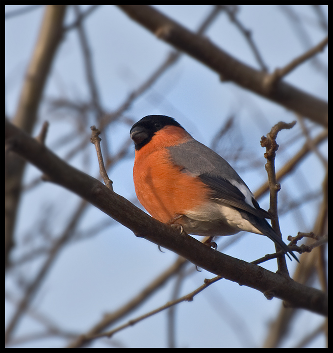 Bullfinch.jpg