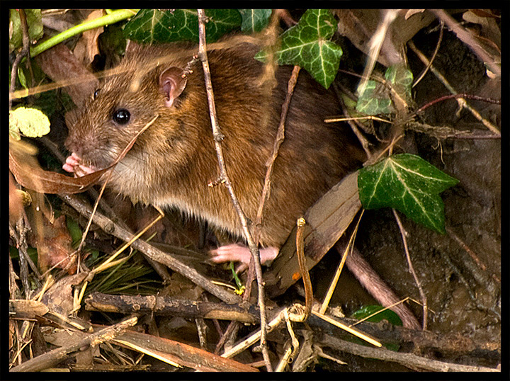 Bank-Vole.jpg